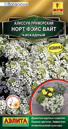 Алиссум Норт Фэйс Вайт каскадный (Аэлита) - Сезон у Дачи