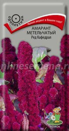 Амарант метельчатый Ред Кафедрал (Поиск) - Сезон у Дачи