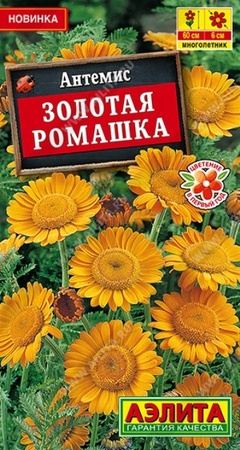 Антемис Золотая ромашка (Аэлита) - Сезон у Дачи