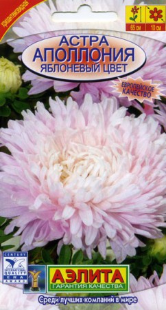 Астра Аполлония Яблоневый цвет - Сезон у Дачи