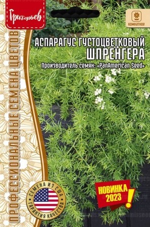 Аспарагус густоцветковый Шпренгера - Сезон у Дачи