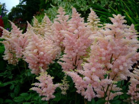 Астильба Америка - Сезон у Дачи