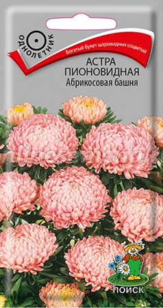 Астра Абрикосовая башня пионовидная (Поиск) - Сезон у Дачи