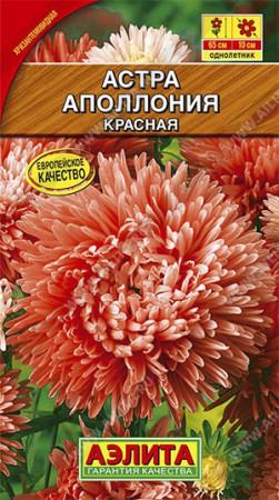 Астра Аполлония красная - Сезон у Дачи