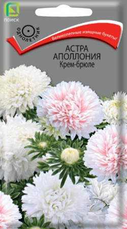 Астра Аполлония Крем-брюле (Поиск) - Сезон у Дачи