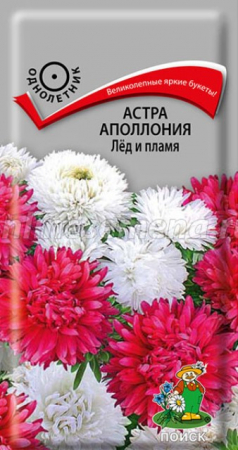 Астра Аполлония Лёд и пламя (Поиск) - Сезон у Дачи