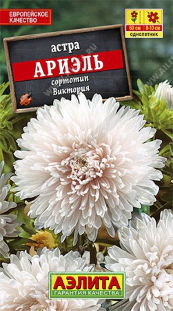 Астра Ариэль (Аэлита) - Сезон у Дачи