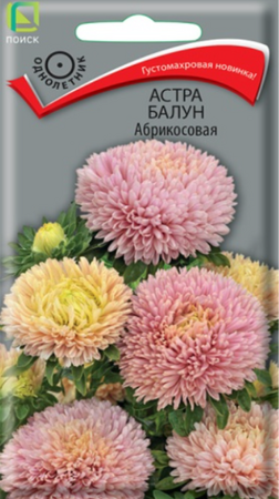 Астра Балун Абрикосовая (Поиск) - Сезон у Дачи