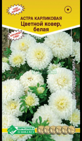 Астра Цветной ковер Белая карликовая (Евросемена) - Сезон у Дачи
