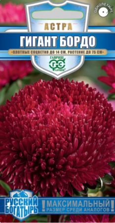 Астра Гигант Бордо /Русский богатырь (Гавриш) - Сезон у Дачи