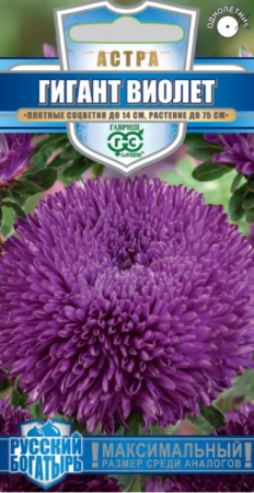Астра Гигант Виолет /Русский богатырь (Гавриш) - Сезон у Дачи