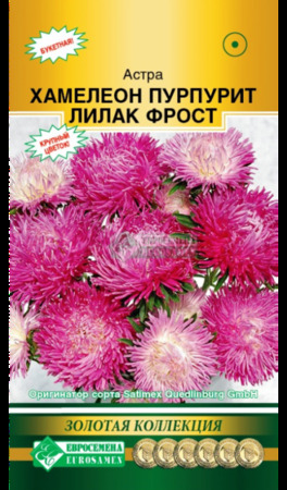 Астра ХАМЕЛЕОН Пурпурит Лилак Фрост 5шт (Евросемена) - Сезон у Дачи