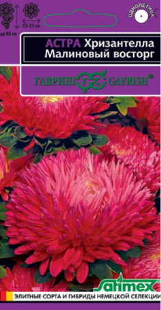 Астра Хризантелла Малиновый восторг (Гавриш) - Сезон у Дачи