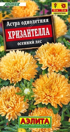 Астра Хризантелла Осенний лес (Аэлита) - Сезон у Дачи