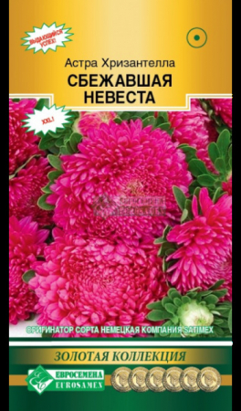 Астра ХРИЗАНТЕЛЛА Сбежавшая невеста китайская (Евросемена) - Сезон у Дачи