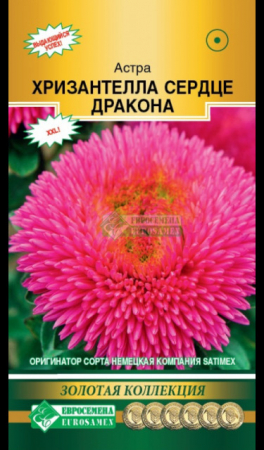 Астра ХРИЗАНТЕЛЛА Сердце дракона китайская (Евросемена) - Сезон у Дачи