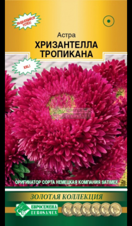 Астра ХРИЗАНТЕЛЛА Тропикана китайская (Евросемена) - Сезон у Дачи
