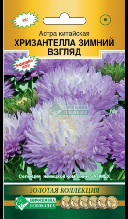 Астра ХРИЗАНТЕЛЛА Зимний Взгляд китайская (Евросемена) - Сезон у Дачи