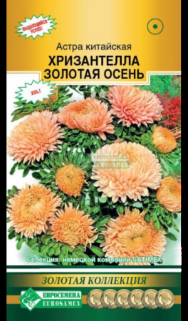 Астра ХРИЗАНТЕЛЛА Золотая Осень китайская (Евросемена) - Сезон у Дачи