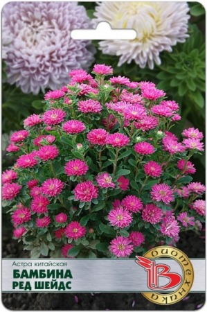 Астра китайская Бамбина Ред Шейдс (Биотехника) - Сезон у Дачи