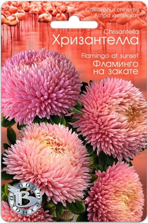 Астра китайская Хризантелла Фламинго на закате 30шт (Биотехника) - Сезон у Дачи