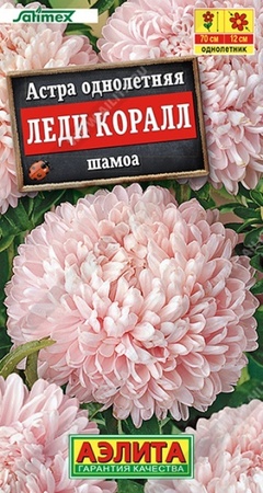 Астра Леди Коралл Шамоа (Аэлита) - Сезон у Дачи