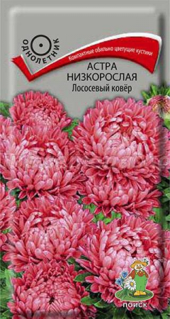 Астра низкорослая Лососевый ковер - Сезон у Дачи