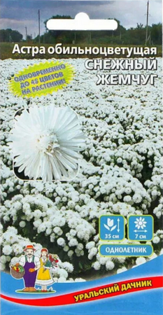 Астра обильноцветущая Снежный жемчуг (УД) - Сезон у Дачи