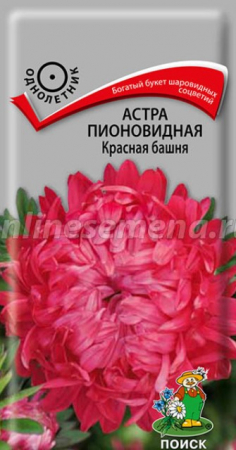 Астра пионовидная Красная башня (Поиск) - Сезон у Дачи