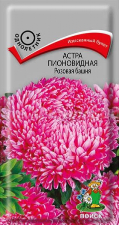 Астра пионовидная Розовая башня - Сезон у Дачи