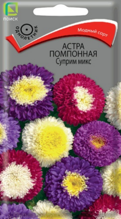 Астра Суприм микс помпонная (Поиск) - Сезон у Дачи