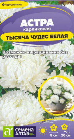 Астра Тысяча чудес Белая карликовая (Сем Алт) - Сезон у Дачи