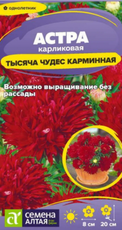 Астра Тысяча чудес Карминная карликовая (Сем Алт) - Сезон у Дачи
