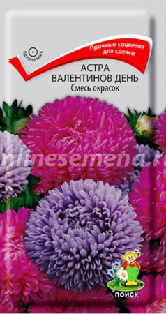 Астра Валентинов день смесь окрасок (ПОИСК) - Сезон у Дачи