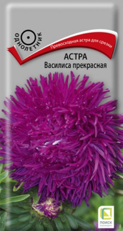 Астра Василиса прекрасная (Поиск) - Сезон у Дачи
