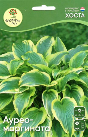 Хоста Ауреомаргината (1шт) - Сезон у Дачи