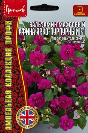 Бальзамин Афина Ярко-Прпурный F1 ампельный (Athena Bright Purple) /Floranova (Григорьев) - Сезон у Дачи