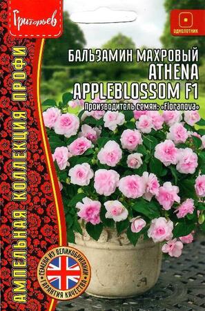 Бальзамин Athena Appleblossom F1 ампельный - Сезон у Дачи