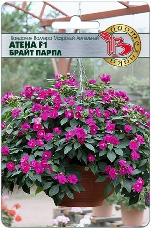 Бальзамин Валлера Атена F1 Брайт Парпл полумахровый (БиоТехника) - Сезон у Дачи