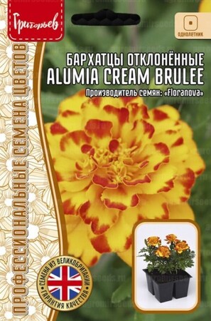 Бархатцы Alumia Cream Brulee отклоненные - Сезон у Дачи