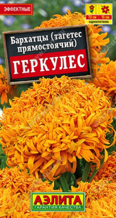 Бархатцы Геркулес прямостоячие (Аэлита) - Сезон у Дачи