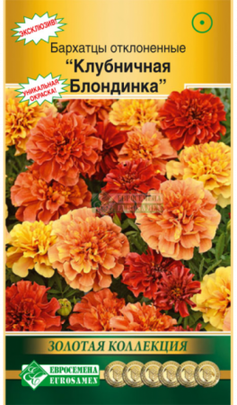 Бархатцы Клубничная блондинка отклоненные (Евросемена) - Сезон у Дачи
