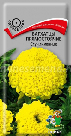Бархатцы Спун Лимонные прямостоячие (Поиск) - Сезон у Дачи