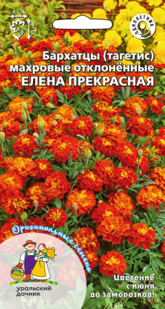 Бархатцы (тагетис) Елена прекрасная - махровые отклоненные (УД) - Сезон у Дачи