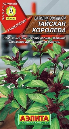Базилик Тайская королева (Аэлита) - Сезон у Дачи