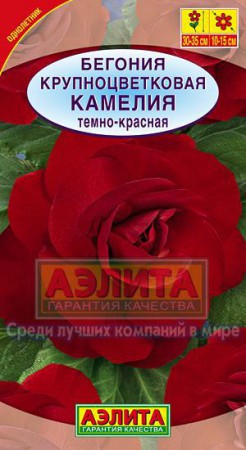 Бегония Камелия темно-красная крупноцветковая (Аэлита) - Сезон у Дачи