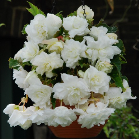 Бегония Каскад Белая (ВС) - Сезон у Дачи