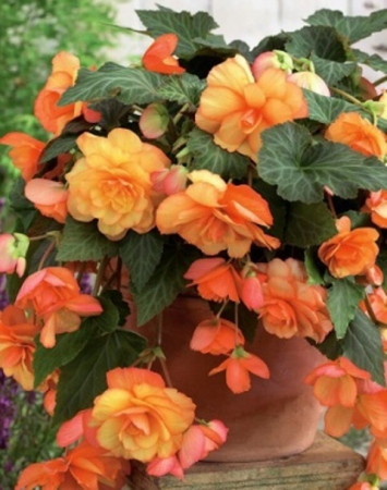 Бегония Каскад Санрей - Сезон у Дачи