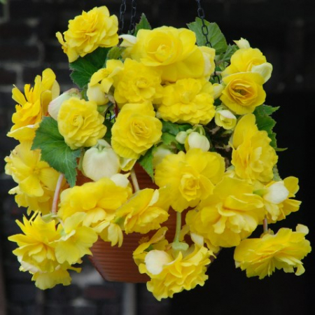 Бегония Каскад Желтая (ВС) - Сезон у Дачи