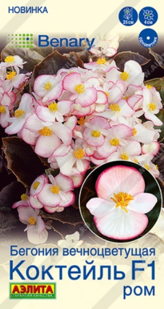 Бегония вечноцветущая Коктейль F1 ром (Аэлита) - Сезон у Дачи